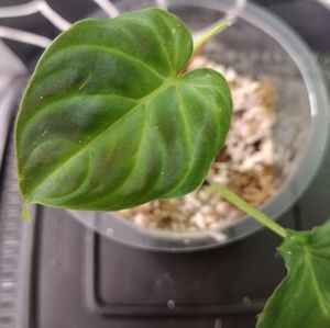 Philodendron Verrucosum